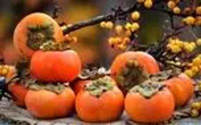 آیا خرمالو واقعا باعث انسداد روده می‌شود؟/ خرمالو را چطور بخوریم؟