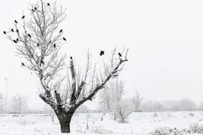 بارش تماشایی برف در شمشک+فیلم