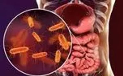 ماده مغذی که روده‌ها را علیه دیابت فعال می‌کند