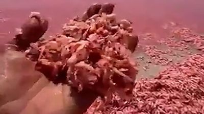 سرخ شدن آب‌های عمان بر اثر شدت مرگ میگوها!