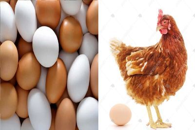 قیمت تخم مرغ امروز چهارشنبه 16 اردیبهشت 1405 + جدول