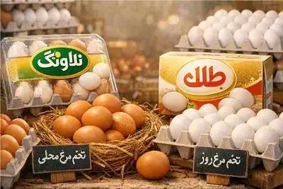قیمت تخم مرغ امروز دوشنبه 21 اردیبهشت 1405 + جدول