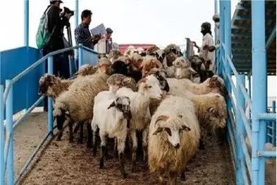 قیمت دام زنده امروز ۲۲ اردیبهشت ۱۴۰۵ + جدول