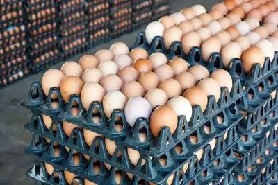 قیمت تخم مرغ امروز چهارشنبه 23 اردیبهشت 1405 + جدول