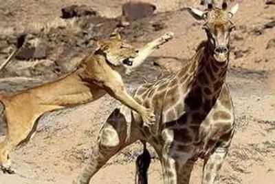 مستند حیات وحش؛ شیر زرافه چندین متری میکشه به خاک