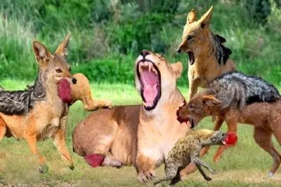 مستند حیات وحش؛ شیر؛ شغال ها