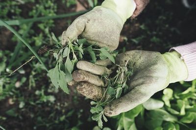باغبانی، مسیری آرام و دلچسب به سوی سبک زندگی سالم