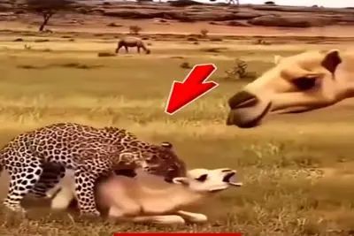 معماری طبیعت؛ پلنگ فک کرد بچه شتر بی صاحبه باباش اومد دست به یقه شدن چرخ و فلکش کرد