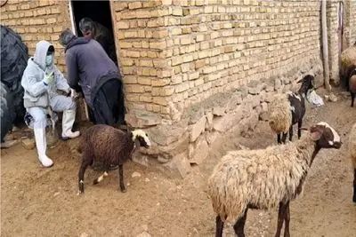 قیمت دام زنده امروز 3 خرداد ۱۴۰۵ + جدول