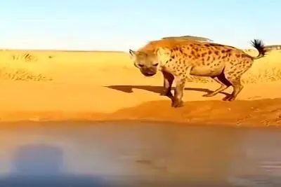 معماری طبیعت؛ کفتار یه لاقبا بعد کار بدش از جایی خورد که انتظارشو نداشت/ حقت بود
