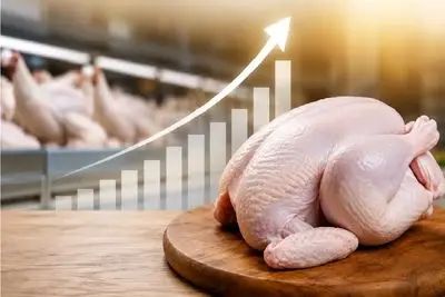 قیمت مرغ امروز دوشنبه 4 خرداد 1405 + جدول