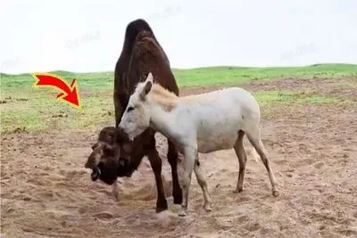 مستند حیات وحش؛ خر انقدر خره با نهایت خریت فکر میکنه شتر هم قد و وزنشه