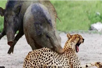 دانلود حیات وحش؛ وایلد داگز، لئوپارد در مقابل ایمپالا