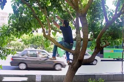 توت‌های خیابانی را نخورید!