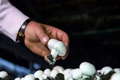 مسمومیت 17 نفر در پی مصرف قارچ وحشی در آذربایجان شرقی