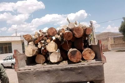 انهدام 47 باند قاچاق چوب در شمال ایران