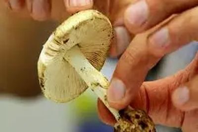 مسمومیت 17 نفر در پی مصرف قارچ وحشی در آذربایجان شرقی