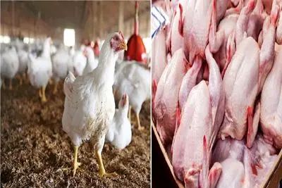 قیمت مرغ امروز شنبه 9 خرداد 1405؛  سینه مرغ گران‌تر می‌شود؟ + جدول