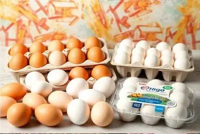 قیمت تخم مرغ امروز شنبه ۹ خرداد ۱۴۰۵ | شانه تخم مرغ چند؟