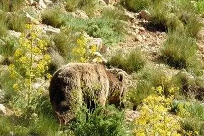 مشاهده خرس قهوه‌ای در تنگه واشی فیروزکوه / ثبت تصویری از گونه ارزشمند حیات وحش