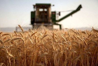 واریز پول گندم‌کاران تا پایان هفته