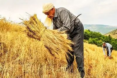 پرداخت نیمی از مطالبات گندم‌کاران تا 6 روز آینده