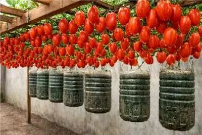 کشاورزی نوین؛ تو خونه اینجوری گوجه فرنگی بکار هم خودتو بی نیاز کن هم همسایه اتو