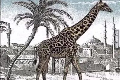 بازی فکری؛ اگه هفت جد و آبادت باهوش بودن زرافه دوم رو پیدا کن