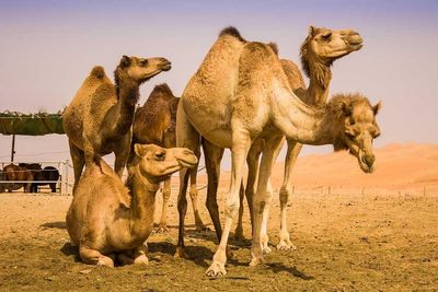 ببینید | حرکت تحسین‌برانگیز راننده کامیون در مواجهه با شتر تشنه در بیابان