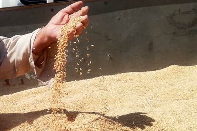 خبر مهم برای گندمکاران / ۴۱ همت از مطالبات پرداخت شد