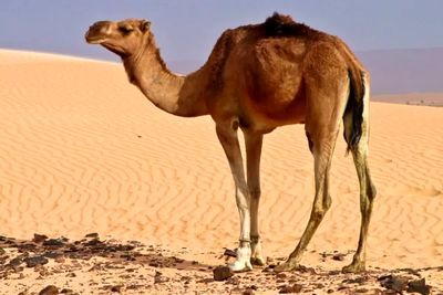 ویدئو / نجات شتر تشنه در دل بیابان؛ واکنش احساسی حیوان پس از نوشیدن آب