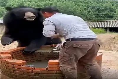 معماری طبیعت؛ خرس بلای سگ سر مرد آوورد
