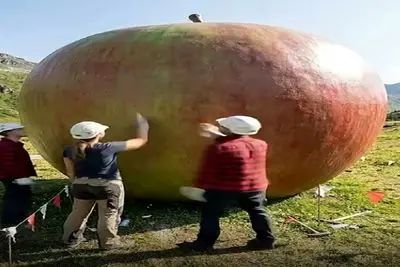 معماری خلاقانه؛ سیب چوبی ساختن توشو خالی کردن مبل چیدن آدم از این همه هنرشون میهنگه