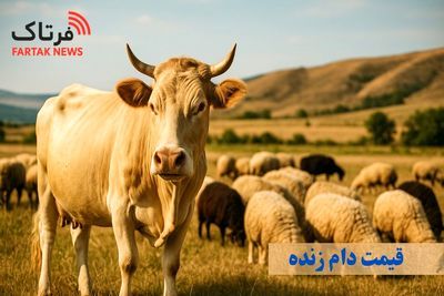 قیمت دام زنده امروز ۱۵ خرداد ۱۴۰۵ / گوسفند زنده کیلویی چند شد؟