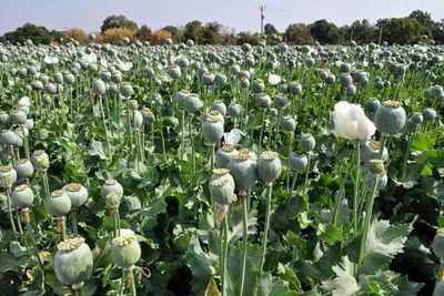 جمالیان، عضو کمیسیون بهداشت مجلس: میزان کشت خشخاش در استان‌های ایران بسیار بالا رفته/ در استانی که قبلا برنج می‌کاشتند، امروز به کاشت خشخاش روی آوردند/ با توجه به اینکه این محصولات خالص‌تر هستند، قطعاً شدت اعتیاد را افزایش می‌دهند/ خشخاش‌هایی که [غیر قانونی] کاشته می‌شوند، جزو کشفیات است و به کارخانه‌های داروسازی تحویل داده می‌شود