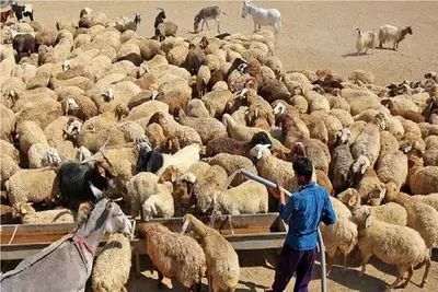 قیمت دام زنده امروز ۱۷ خرداد ۱۴۰۵ + جدول