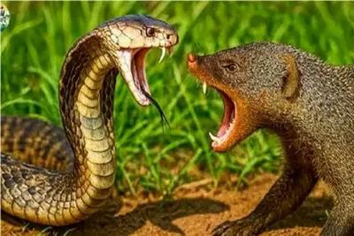 مستند حیات وحش؛ مانگوس ریزه بابای مار میاره جلو چشمش
