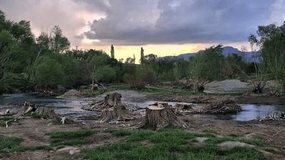 قطع شبانه درختان یک روستای گردشگری در شازند | پیگرد قانونی برای متخلفان | متولیان موقوفه در تخلف نقش داشتند + فیلم