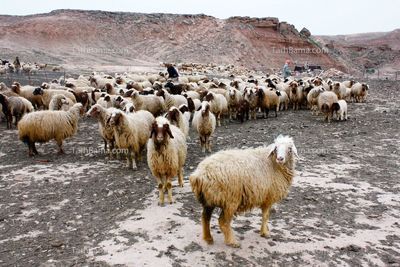 قیمت دام زنده امروز دوشنبه ۱۸ خرداد ۱۴۰۵