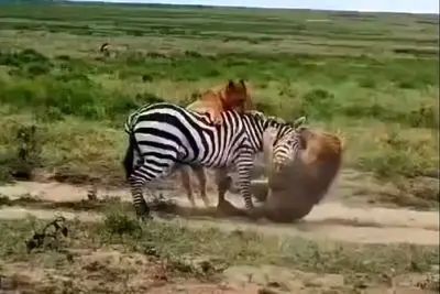 مقاومت تماشایی گورخر در برابر دو شیر