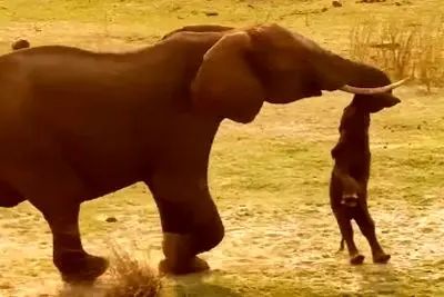 صحنه‌ای دردناک از سوگواری یک فیل مادر برای نوزادش