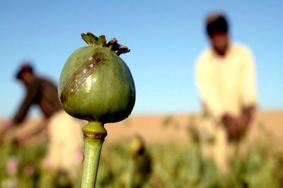 ستاد مبارزه با مواد مخدر: کشت خشخاش در قانون مبارزه با مواد مخدر مطلقاً ممنوع بوده و جرم محسوب می‌شود/ در صورت احراز ترک فعل، مسئولان مربوطه در برخورد با این جرم نیز مجرم شناخته می‌شوند