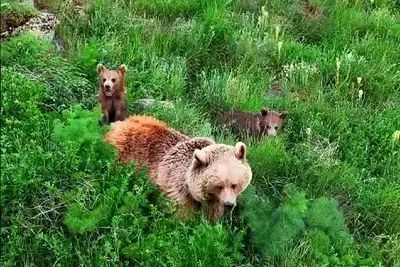 علف خوردن خرس قهوه‌ای و دو توله‌اش در دامنه سبلان